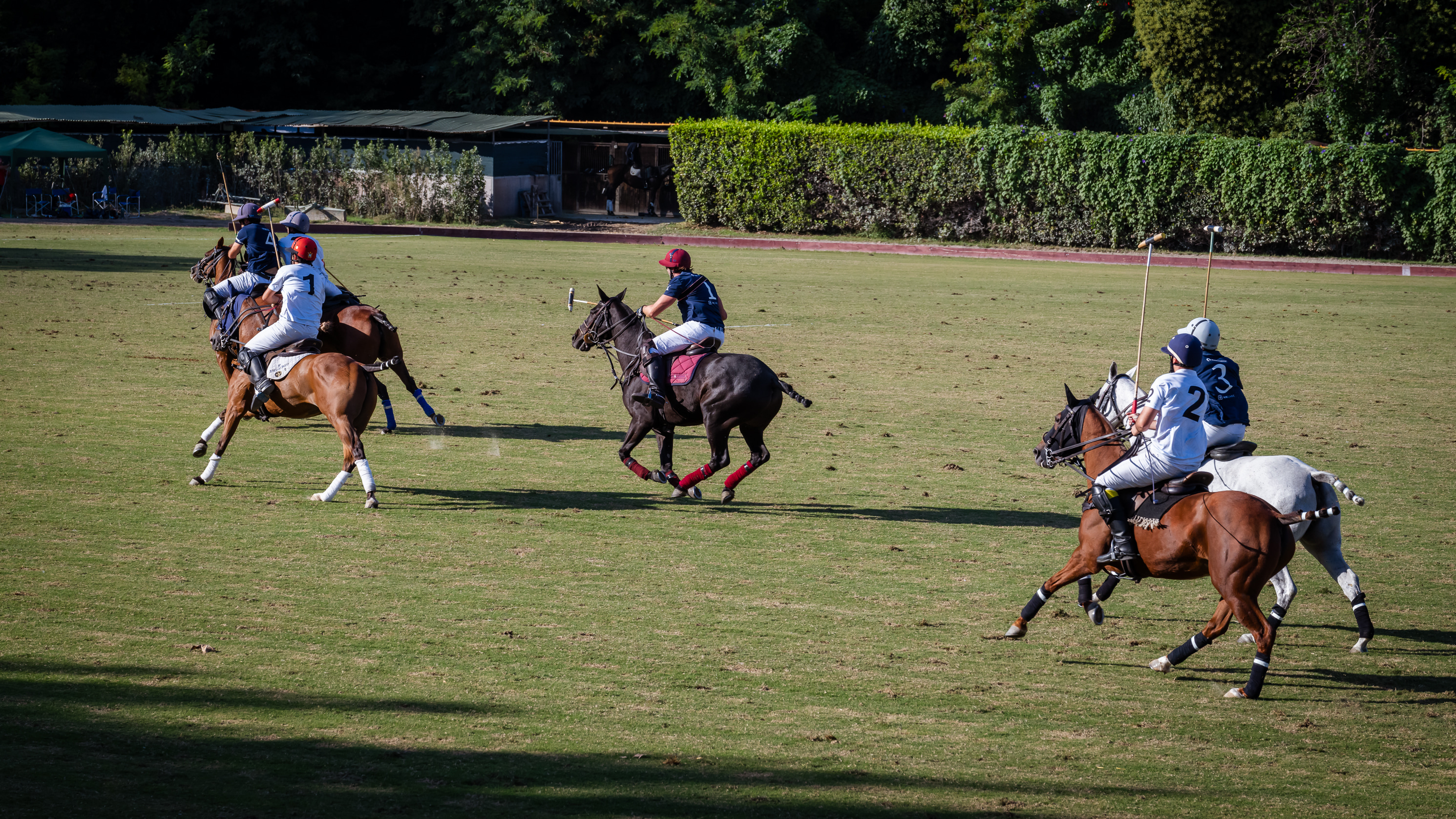 POLO Club
